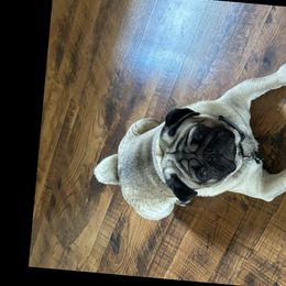 Pug Puppies from Vaubel Country Pugs