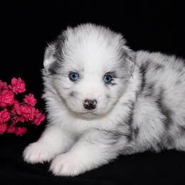 Atlas - Dilute blue male Australian Shepherd puppy in Colorado Springs, Colorado from Storm and Sage Australian Shepherds