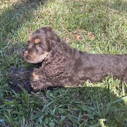 Cocker Spaniel Puppies from Anastasia Knight's Cocker Spaniels