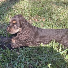 Cocker Spaniel Puppies from Anastasia Knight's Cocker Spaniels