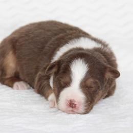 July - Red tri-color female Australian Shepherd puppy in Circleville, Utah from Canyon Creek Aussies
