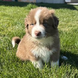 Maple - Red & white female Australian Shepherd puppy in Weston, Idaho from Cedarville Aussies