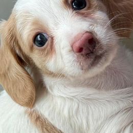 Dachshunds from Bonded Oaks Doxies