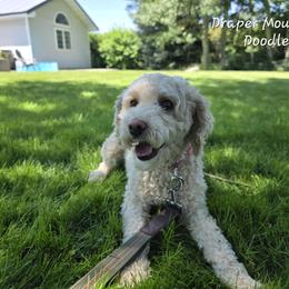 Anna - Poodle