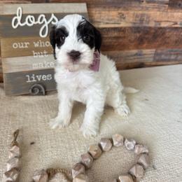 Briar - Chocolate male Australian Labradoodle puppy in Dawson, Georgia from Still Pond Australian Labradoodles