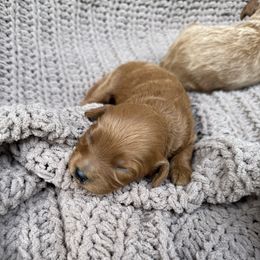 Cavapoo puppies from VitPom Puppies