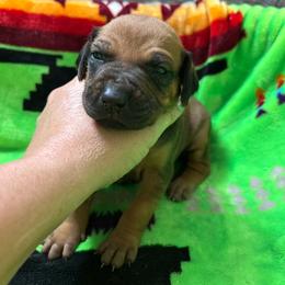 Girl 1 - Rd whtn blk nose female Rhodesian Ridgeback puppy in Ocala, Florida from DogWood Kennels