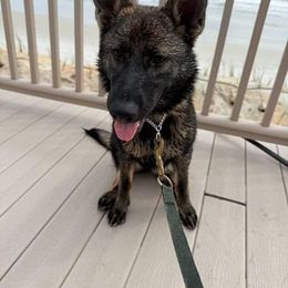 German Shepherd and Golden Retriever Puppies from Lace's High Flying German Shepherds And Golden Retrievers