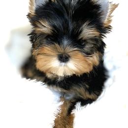 Yorkshire Terrier Puppies from Jennipher Caso
