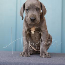 Tilly - Blue female Great Dane puppy in Denison, Texas from Hundeity Great Danes