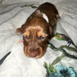AKC female 2 - Chocolate female Dachshund puppy in Knoxville, Tennessee from Thea's Puppies