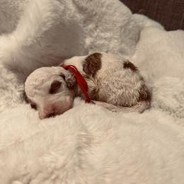 Red Collar - Parti male Goldendoodle puppy in Miami, Florida from GoldStar Doodles USA