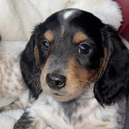 Dachshunds from Double B Dachshunds
