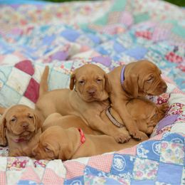Dash - Golden rust male Vizsla puppy in Clemons, Iowa from Kaylee’s Vizslas