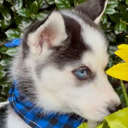 Cole - Black and white male Siberian Husky puppy in Atlanta, Georgia from Lobban Huskies