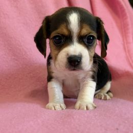 Pocket Beagle Jersey - Black tan and white female Beagle puppy in Gentry, Arkansas from HC Puppy Ranch
