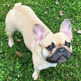 French Bulldogs from Repp’s Frenchies