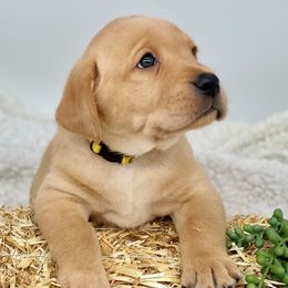 Labrador Retrievers from Brady's Birddogs