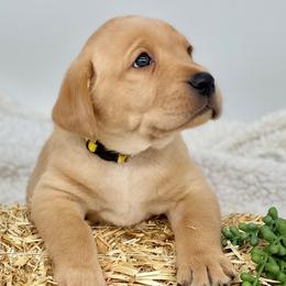 Labrador Retrievers from Brady's Birddogs