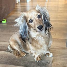 Lucy - Dachshund