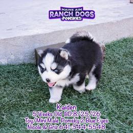 Kaiden - Black and white male Pomsky puppy in Humeston, Iowa from M.A.R. Dogs