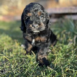 St. Nick - Black white and tan male Cockapoo puppy in Bountiful, Utah from EasyBreezyDoodles