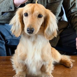 CHARLOTTE - Dachshund