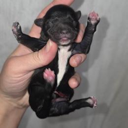 KB Black Male - Parti male Yorkshire Terrier puppy in Lakeland, Florida from You Me & The Yorkies