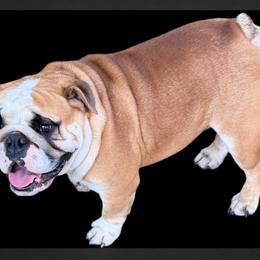 Rocky - Bulldog