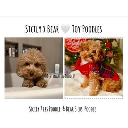 Poodle puppies from Destination Doodles