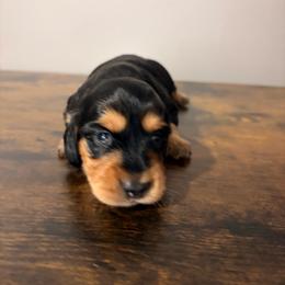Sage - Black and tan female Dachshund puppy in Brunswick, Georgia from Teenie Tiny Dachshunds