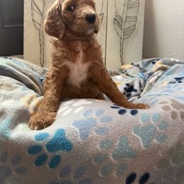 Goldendoodle Puppies from Daisy’s Doodles