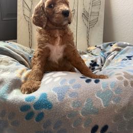Goldendoodle Puppies from Daisy’s Doodles