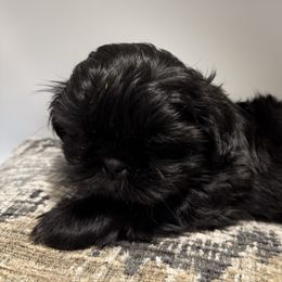 Buddy - Black male Shih Tzu puppy in Covington, Georgia from Top Hats 2  Shih Tzu’s