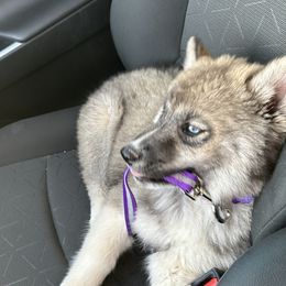 Siberian Husky Puppies from Noble Heart Siberians