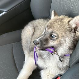 Siberian Husky Puppies from Noble Heart Siberians