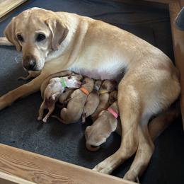 Labrador Retriever puppies from Loudon's Labradors