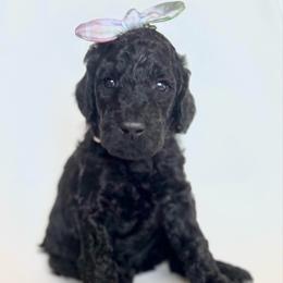 Vixen - Black female Goldendoodle puppy in Pulaski, Tennessee from Doodle My Heart