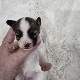 Calla - White and red female Papillon puppy in Hollister, Missouri from Swan Creek Kennel