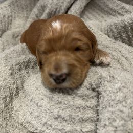 Boy 4 - Parti male Goldendoodle puppy in Antigo, Wisconsin from Cedar River Kennel