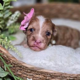 Elosie - Gold and white female Shihpoo puppy in Hartville, Missouri from Petty Paws