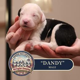 Dandy - Gray and white male Old English Sheepdog puppy in Cleveland, Tennessee from Narrow Path Old English & Sheepadoodles