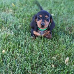 Boy 3 - Black and tan male Dachshund puppy in Craig, Colorado from Rocky Mountain Shih Tzus and Dry Creek Miniature Dachshunds