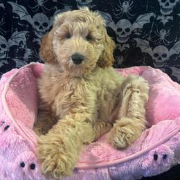 Chassis - Apricot female Poodle puppy in Elkin, North Carolina from Poodle and Doodle Haven