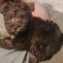 Miniature Schnauzer Puppies from Michael's Minis