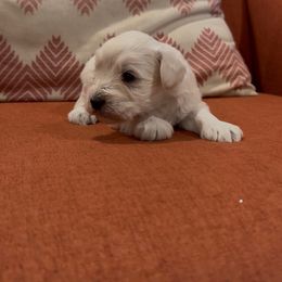 Boy 2 - White male Miniature Schnauzer puppy in Seagoville, Texas from JC miniature schnauzers