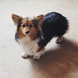 NOVA - Pembroke Welsh Corgi