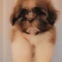 Boy 2 - Red and white male Shih Tzu puppy in Gig Harbor, Washington from Gig Harbor Shih Tzu's