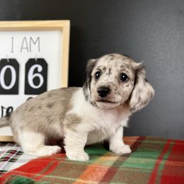 Dachshund Puppies from Queen of Weens Dachshunds