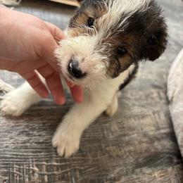 Duke Weaselton - White black and tan male Wire Fox Terrier puppy in Liberty, Kentucky from A day in the life of a wire fox terrier